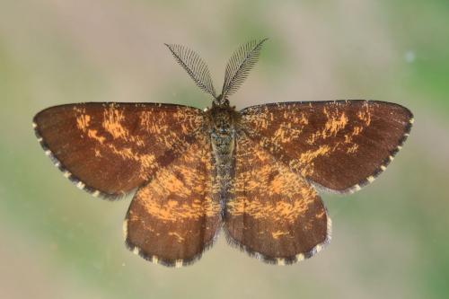 Réf. 189 013 : Ematurga atomaria